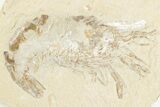 Large, Cretaceous Fossil Shrimp With Pos/Neg - Hjoula, Lebanon #202165-2